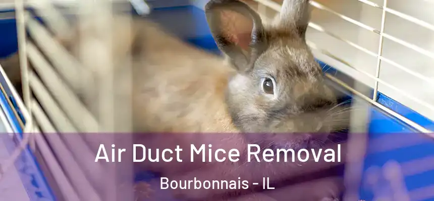 Air Duct Mice Removal Bourbonnais - IL